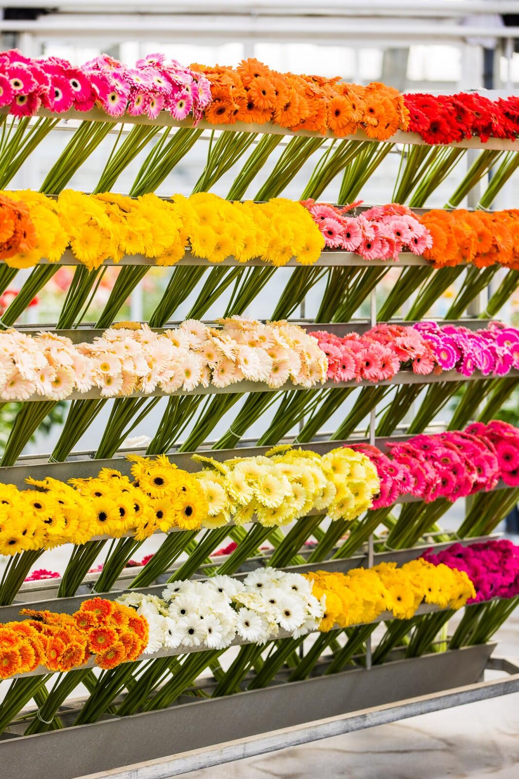 Ben jij onze nieuwe Accountmanager Gerbera Nederland?