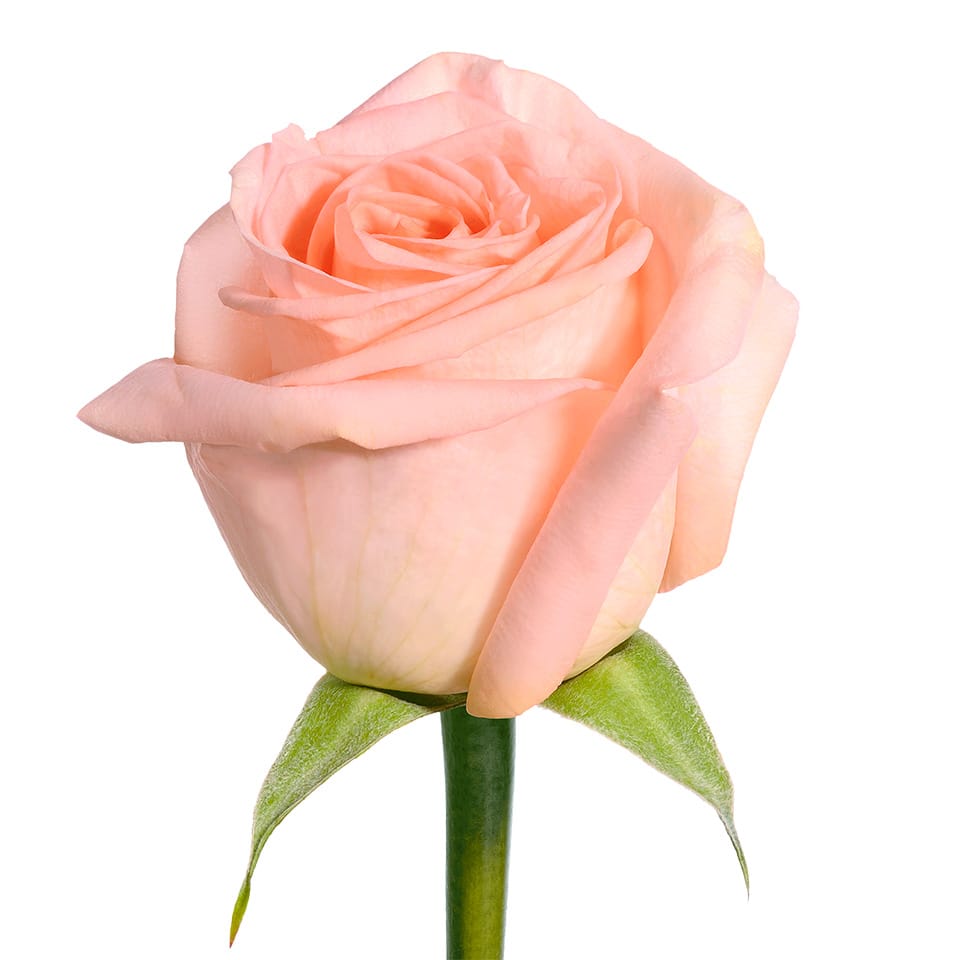 tiffany peach rose