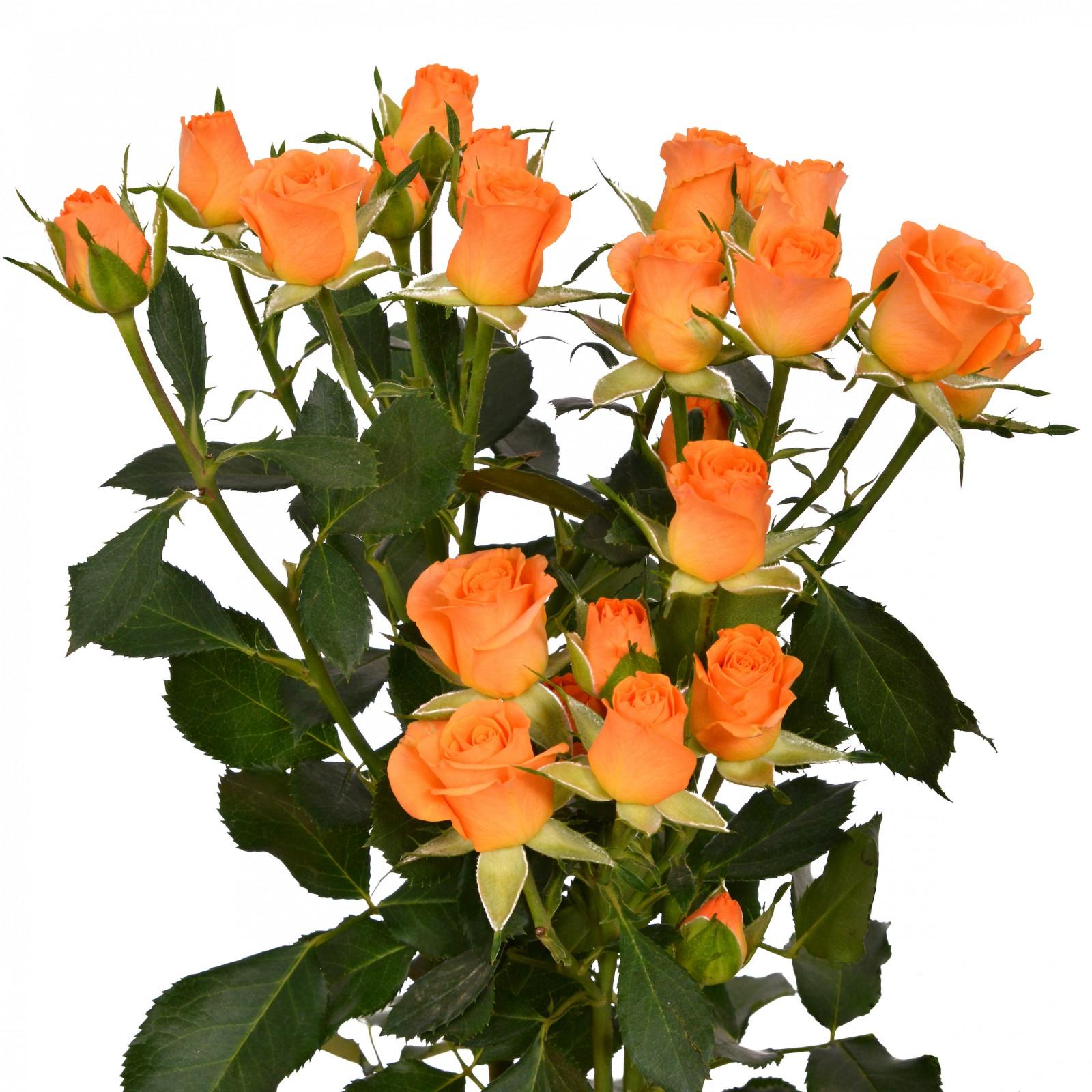 Rozay! - Orange - - Schreurs Roses
